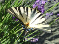 IMG_20260625_162429.jpg
